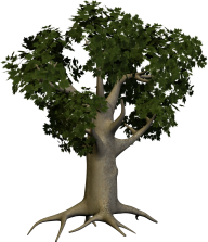 3D Papaya Tree Png