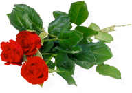 3red rose with leaves free png download