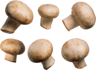 6 types mushroom free download png