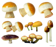 9 types of mushroom free download png