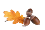 Acorn png fruit