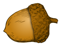 Acorn Png image Download for Designing