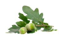 Acorn png with green leaves