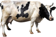 Aged Cow Png