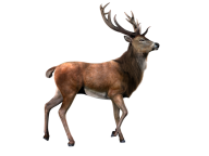 Aged Deer Png