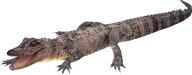 Angry Crocodile Png