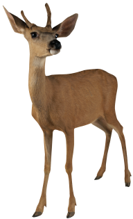 Angry Deer Png