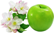 Apple Flower Png Free
