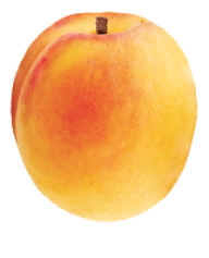 Apricot Clipart