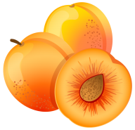 Apricot Drawn Clipart
