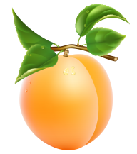 Apricot Icon