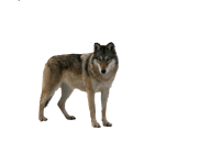 ash  wolf free png download