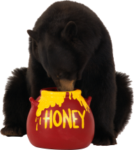 Bear Eating Honey Png Image