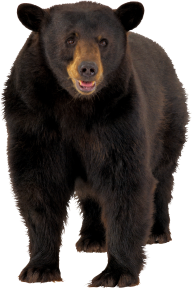 Bear Png Looking For You