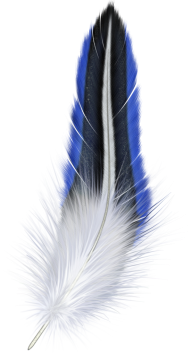 Beautiful Feather Png Download