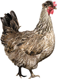 BeautifulChicken Png