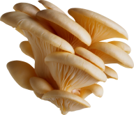 beauty petals mushroom free download png
