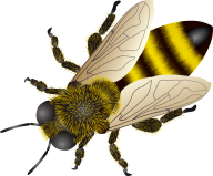 bee clipart png