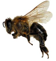 bee free png download