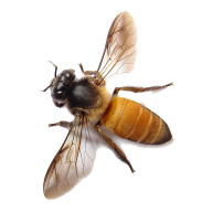 bee free png