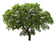 Big Tree Png
