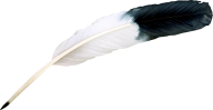 Bird Feather Png Image