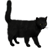 Black Cat clipart