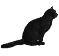 Black Cat Icon