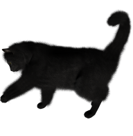 Black Cat Png Cliprt