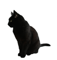 Black Cat Png