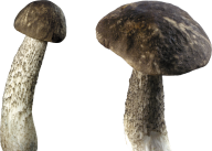 black dirty mushroom free download png