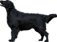 Black Dog Png