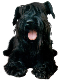 Black Puppy Dog Png