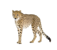 Black Tail Cheetah Png Image