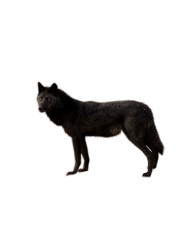 black wolf free png download