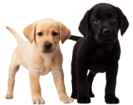 Blackand White Puppy Dogs Png