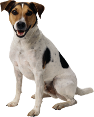 Brown Black and White Dog