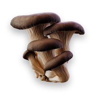 brown grown mushroom free download png