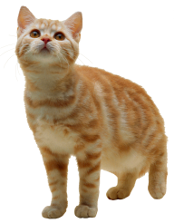 Brownish Cat Png