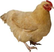 Brownish Chicken Png