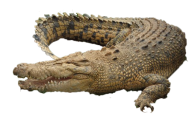 Brownish Crocodile Png