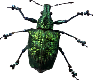 BUG Free PNG Image Download 1