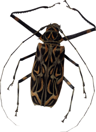 BUG Free PNG Image Download 10