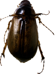 BUG Free PNG Image Download 11
