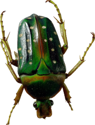 BUG Free PNG Image Download 12