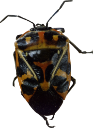 BUG Free PNG Image Download 13