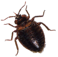 BUG Free PNG Image Download 15