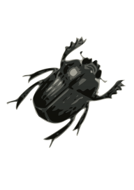 BUG Free PNG Image Download 16