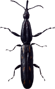 BUG Free PNG Image Download 18