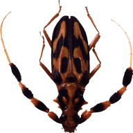 BUG Free PNG Image Download 19